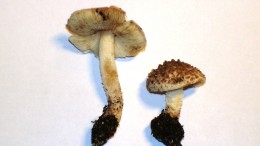 Cystolepiota cystidiosa