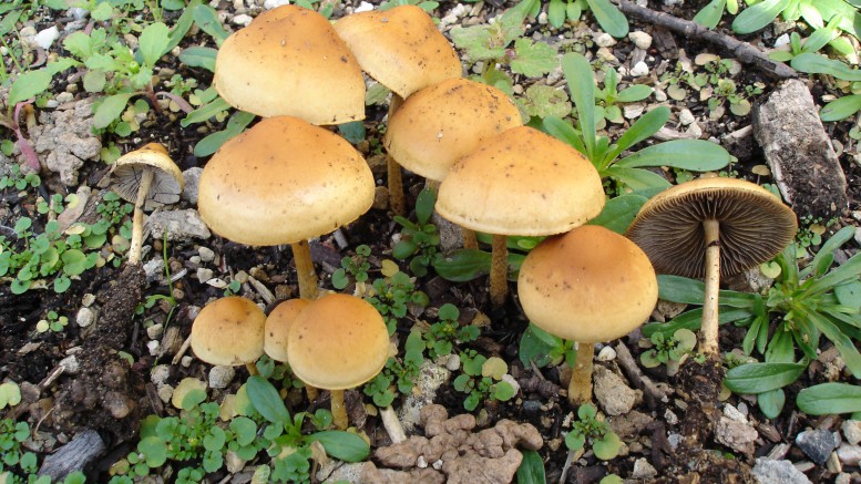 Hypholoma tuberosum